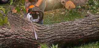 Best Organic Lawn Care Solutions  in Bayport, NY