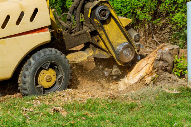 Best Tree Trimming and Pruning  in Bayport, NY