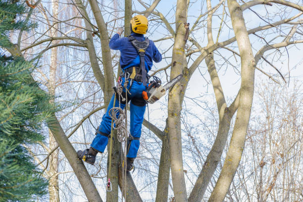 Reliable Bayport, NY Tree Services Solutions