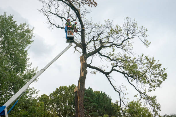 Best Commercial Tree Services  in Bayport, NY