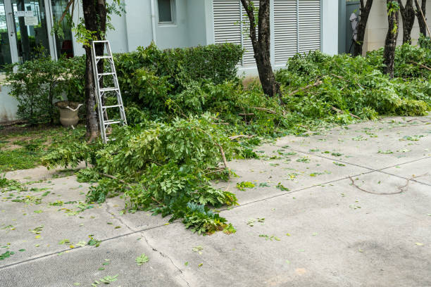 Best Emergency Tree Removal  in Bayport, NY