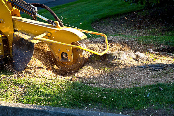 Best Root Management and Removal  in Bayport, NY