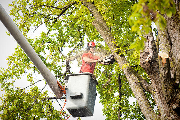 Best Tree Removal  in Bayport, NY