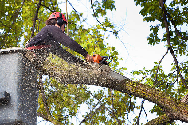 Best Tree and Shrub Care  in Bayport, NY