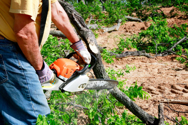 Best Lawn Mowing  in Bayport, NY